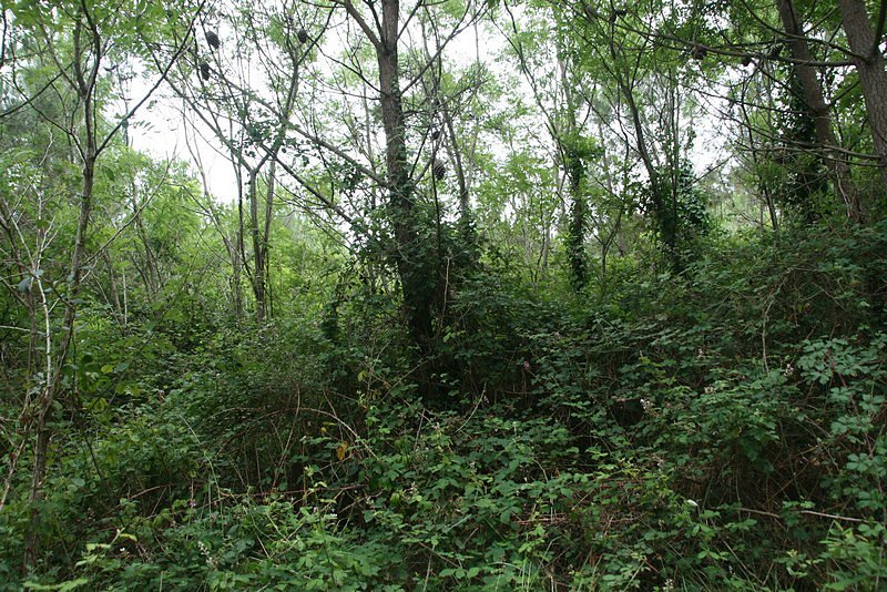 Végétation halophile