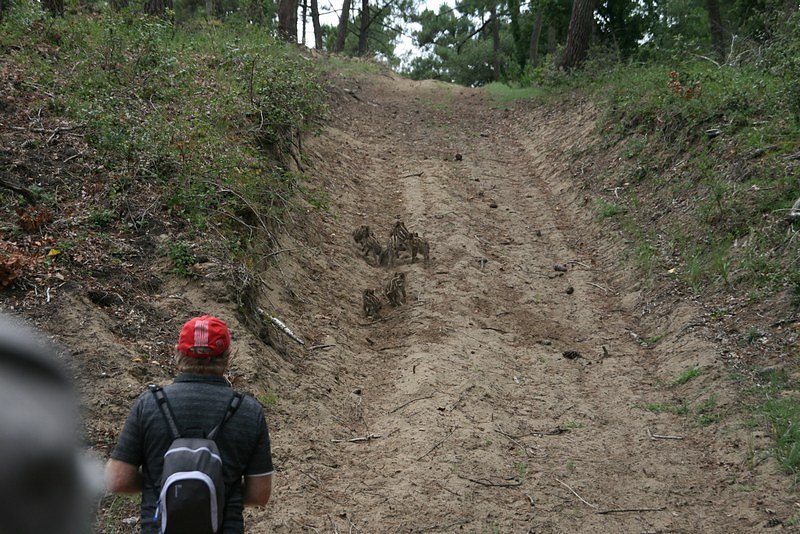 harde de jeunes sangliers