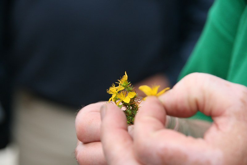 millepertuis perforé