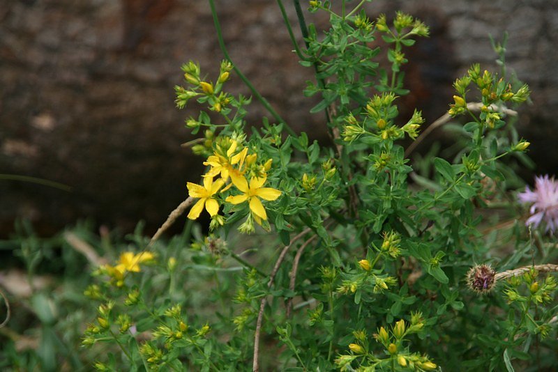 millepertuis perforé