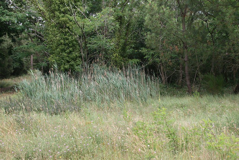 roseaux, signe d'eau douce dans le sol