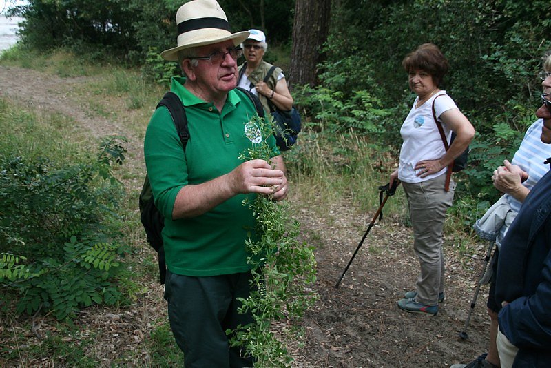 Clématite, jeunes pousses