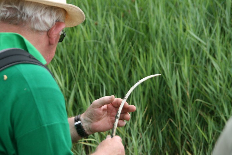 les jeunes pousses comestibles