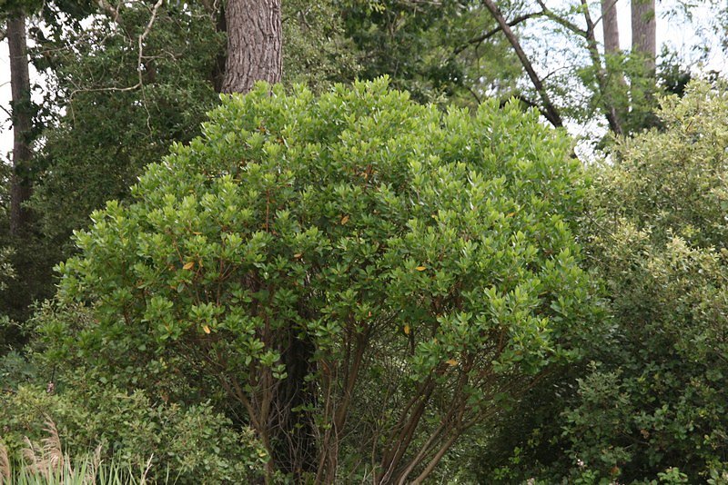 Touffe de saint-bois ou garou