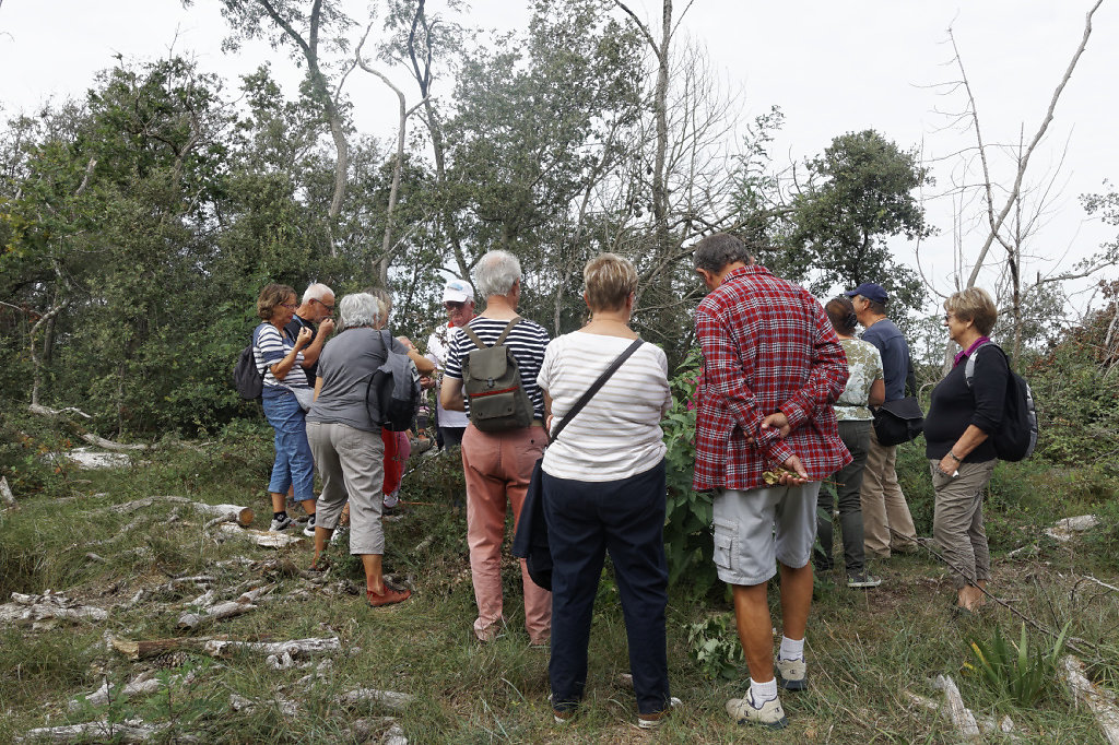 Dégustation de prunelles