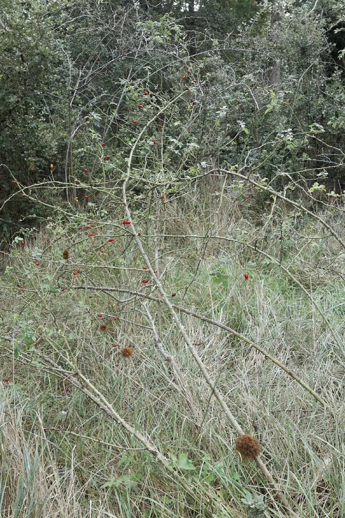 Gale de l'églantier