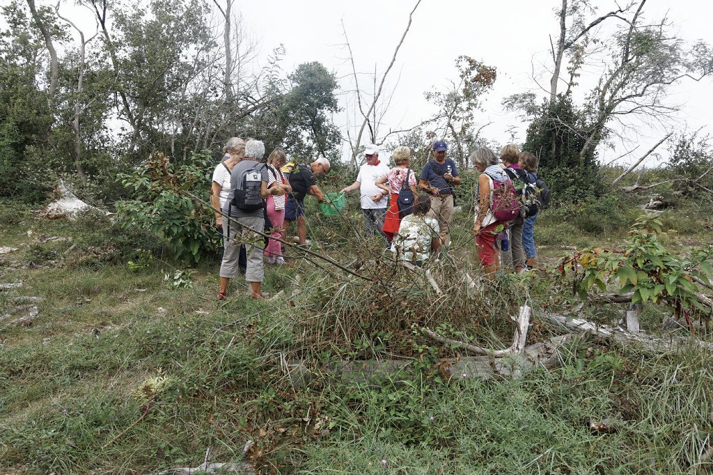 Dégustation de pommes sauvages