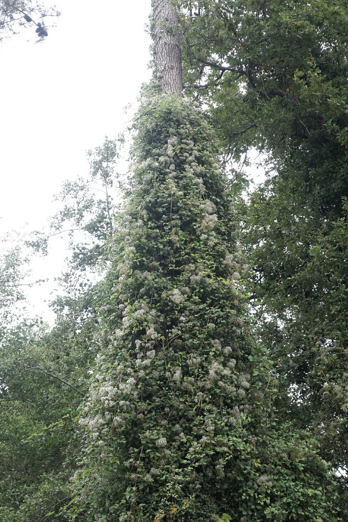 Clématite sauvage