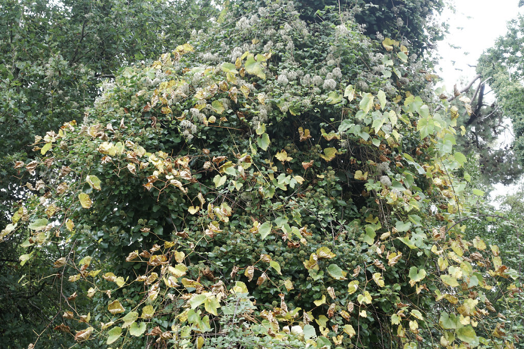 Lierre et clématite