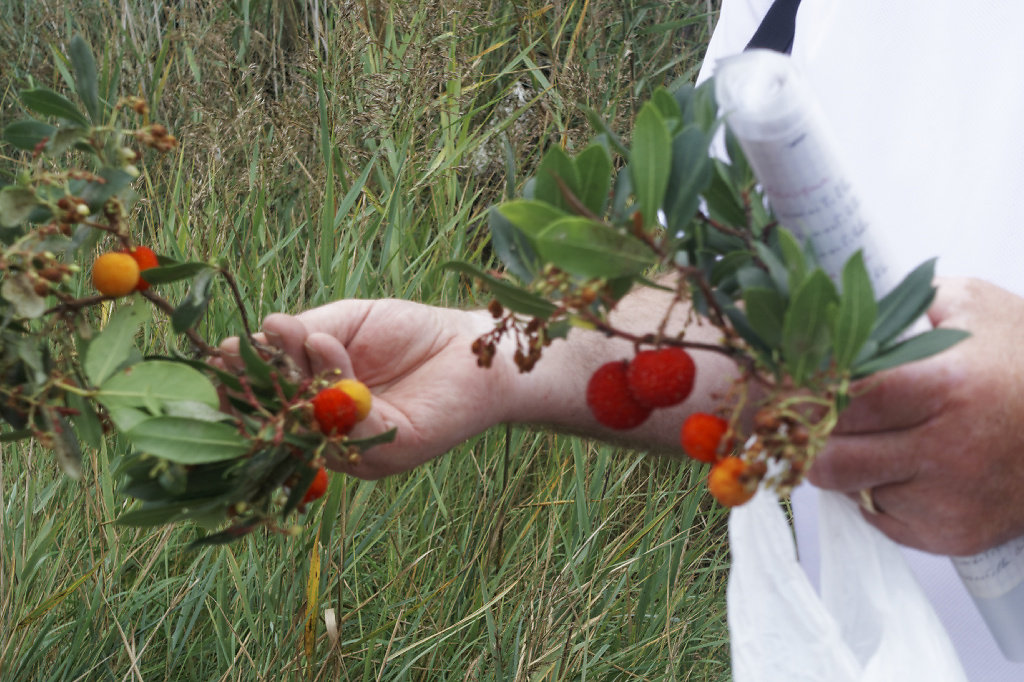 les fruits de l'arbousier - comestibles