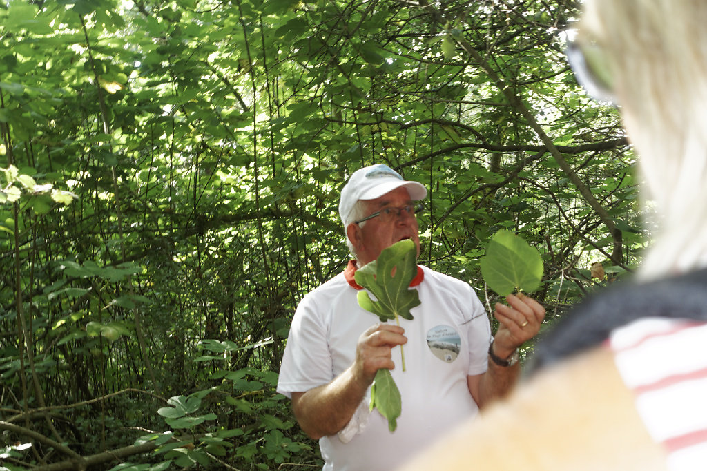 Feuillages de figuiers