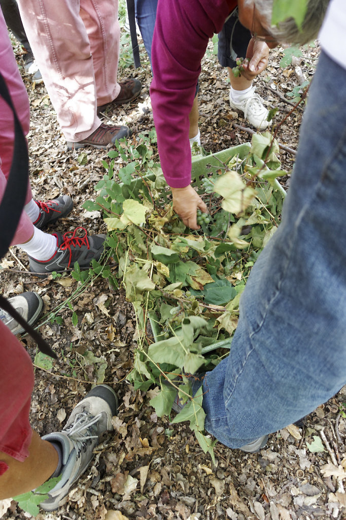 Dégustation de Noah