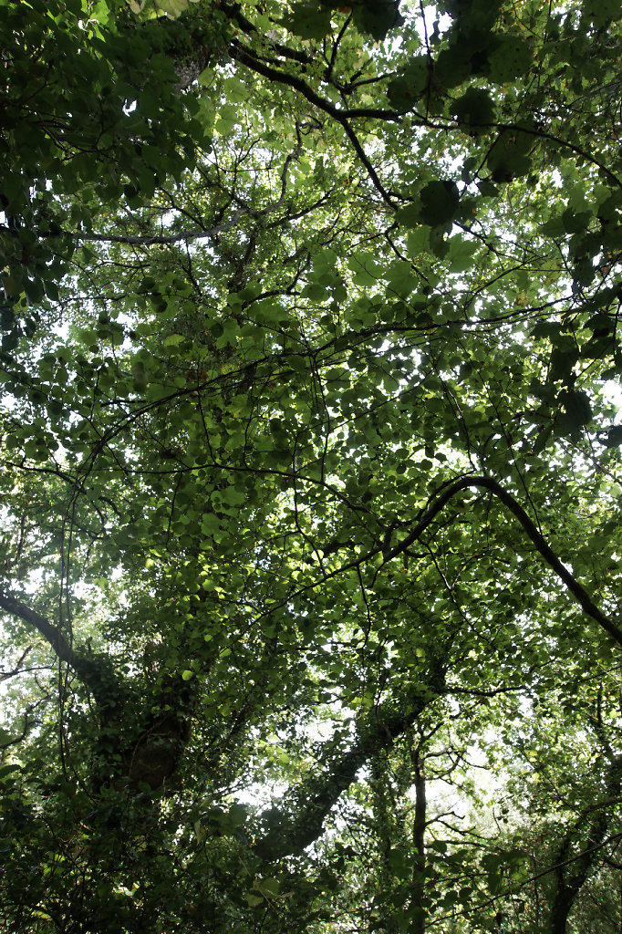 La vigne dans les arbres
