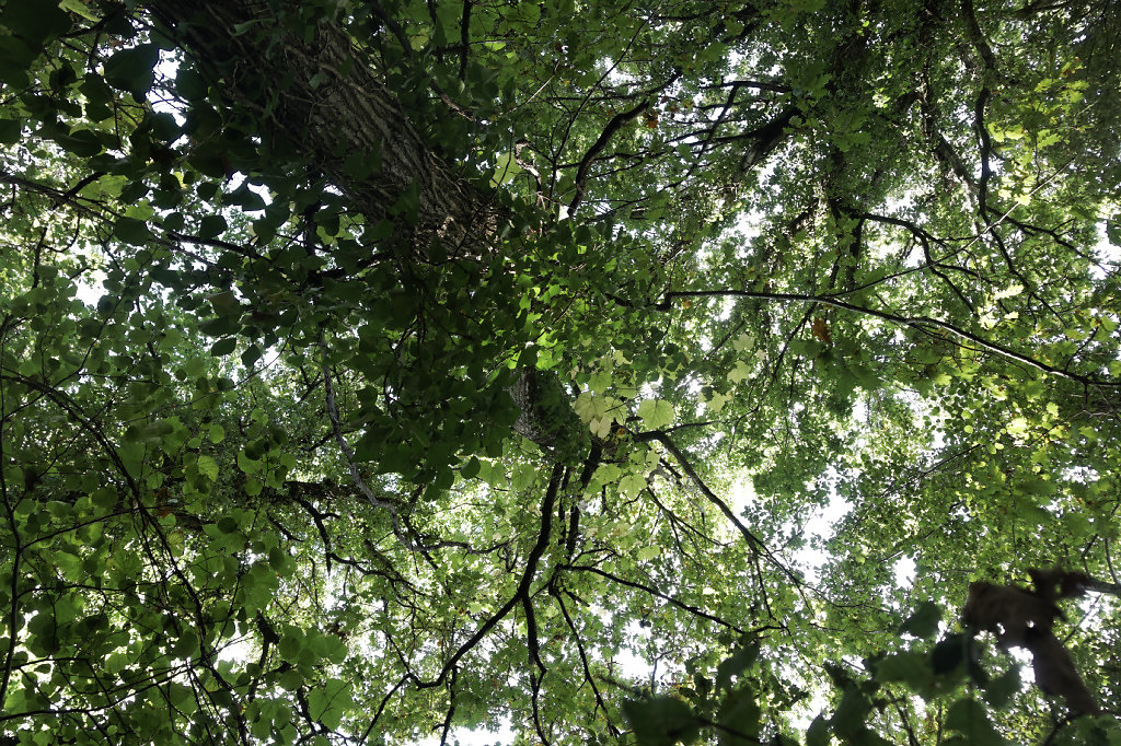 La vigne à l'assaut des cimes