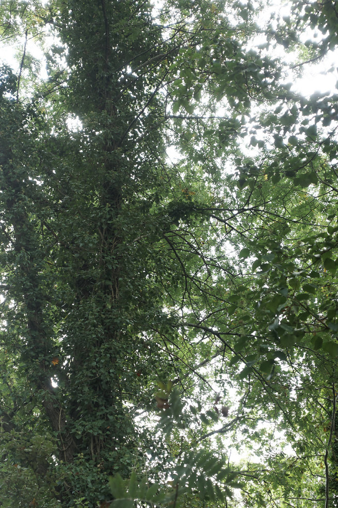 Un lierre l'assaut d'un arbre