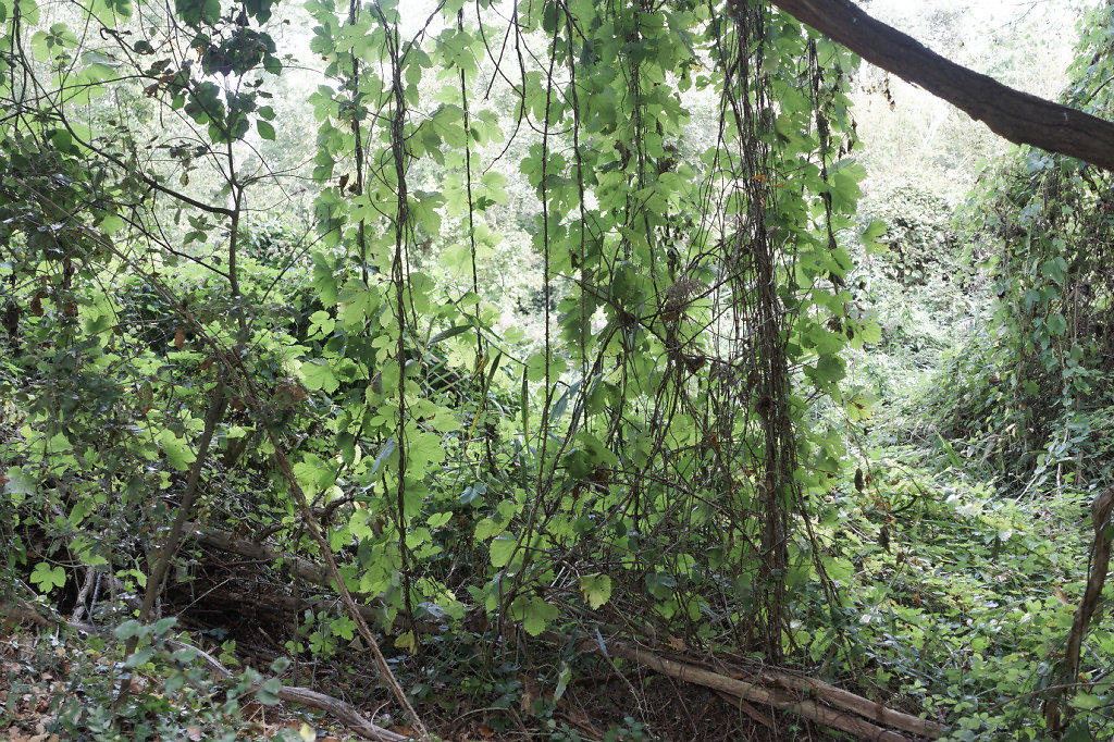 Un rideau de houblon