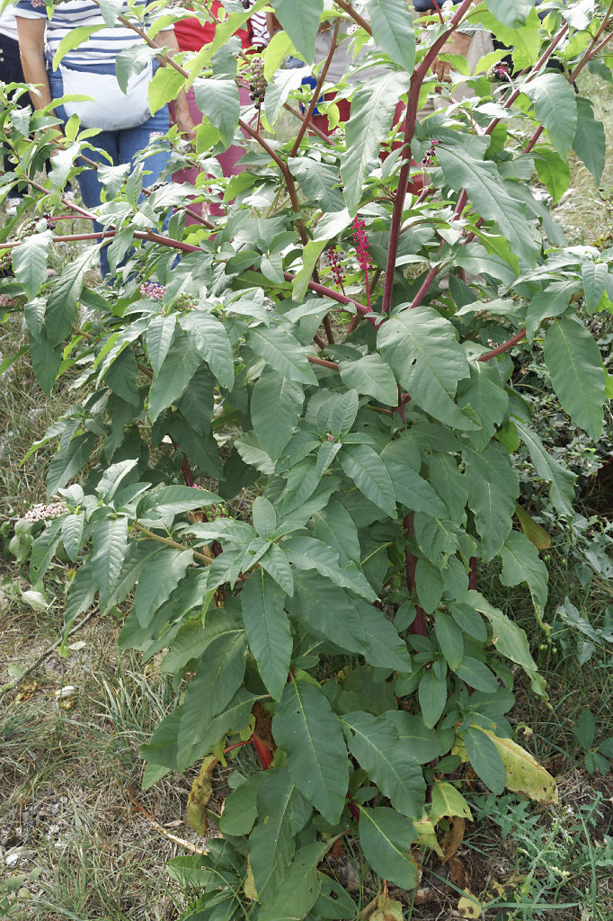 Phytolacca