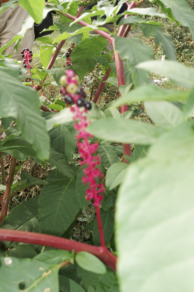 Phytolacca