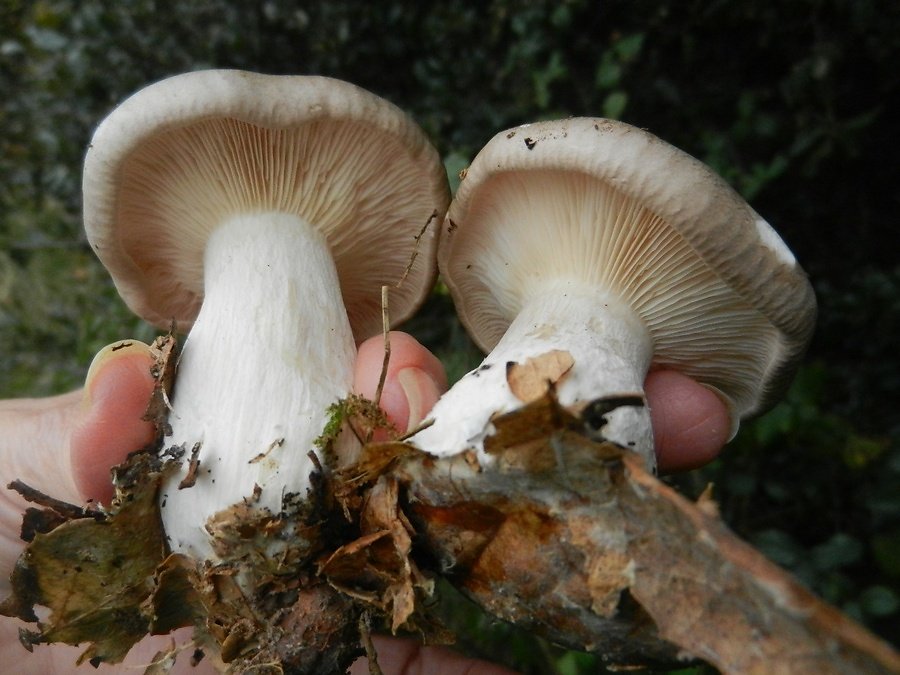 clitocybe nébuleux