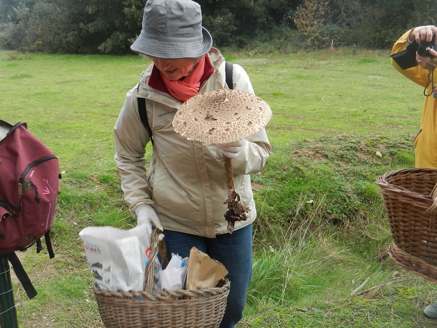 exceptionnel ! une coulemelle de belle taille