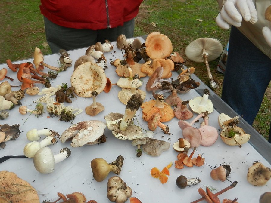 Détail d'un coin de table