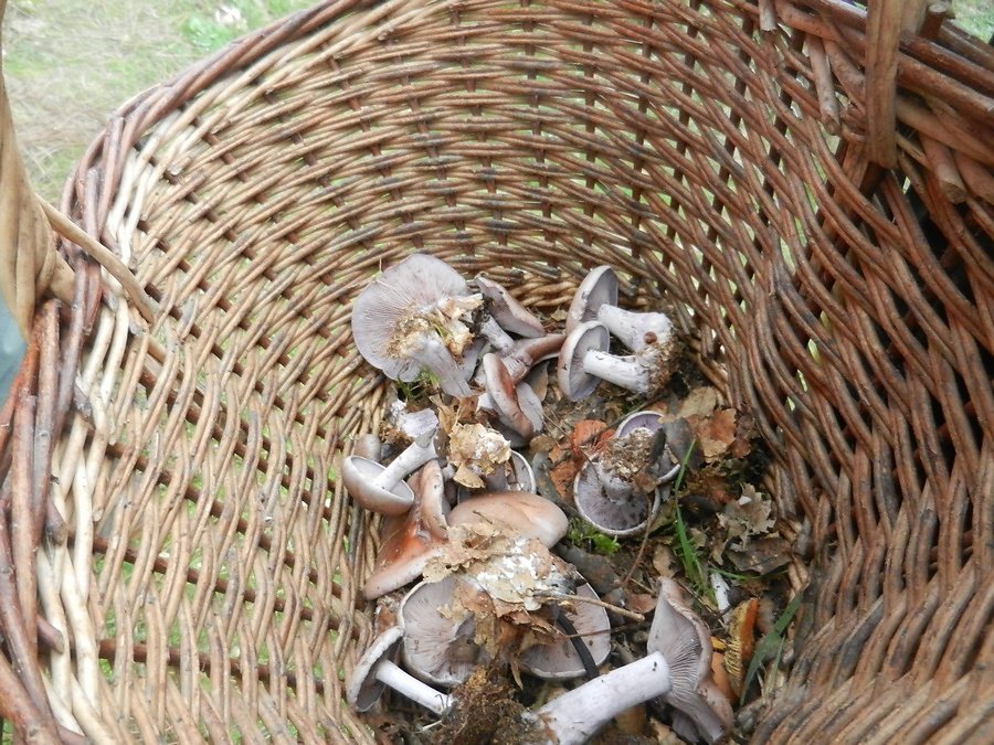 ue omelette en devenir