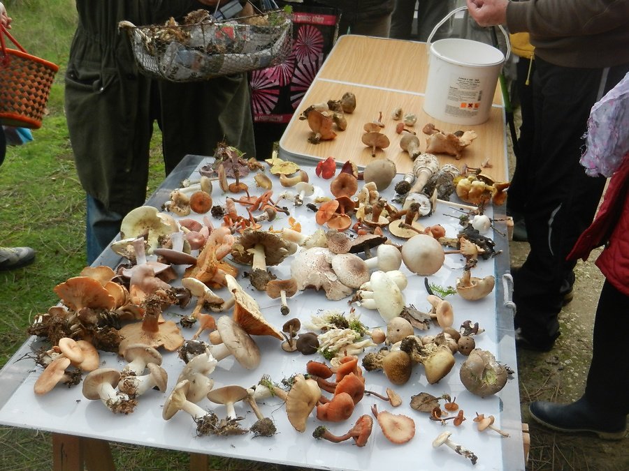 tous ne sont pas comestibles !