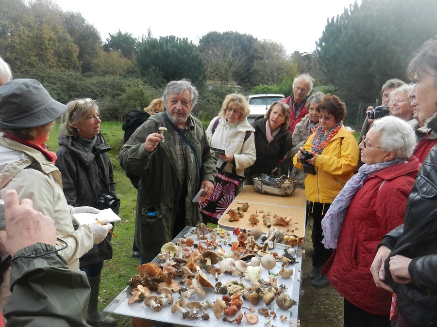 éliminons l'amanite phaloîde