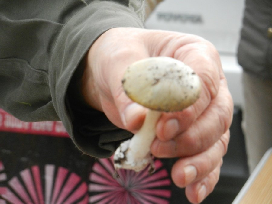 chapeau verdatre, bulbe au pied