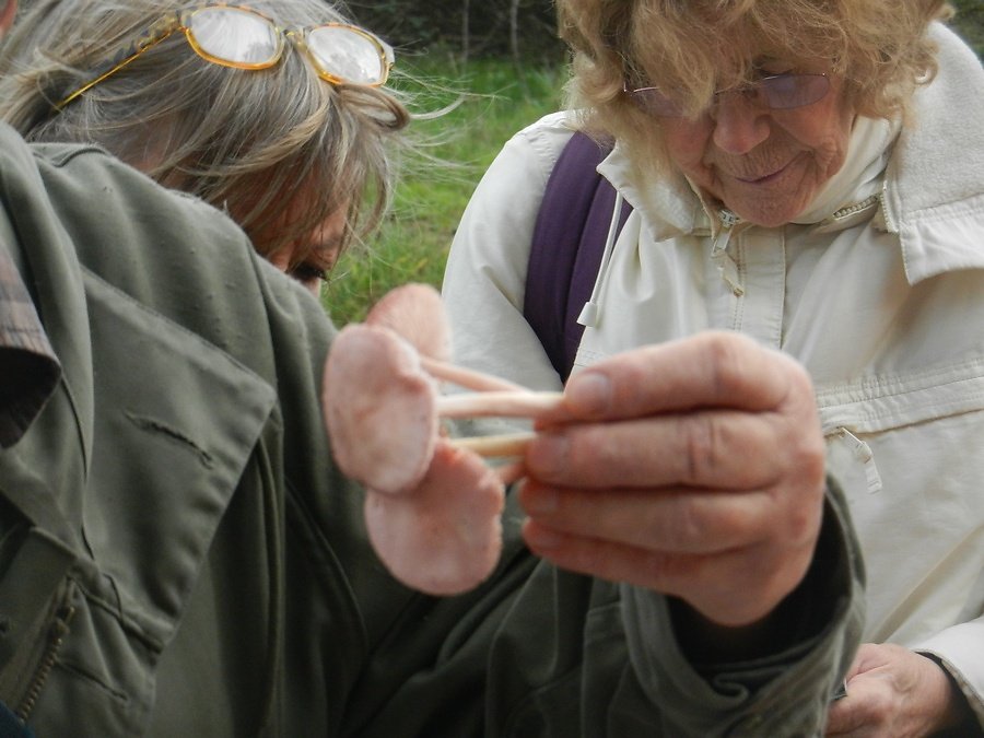 entolome rhodopolium