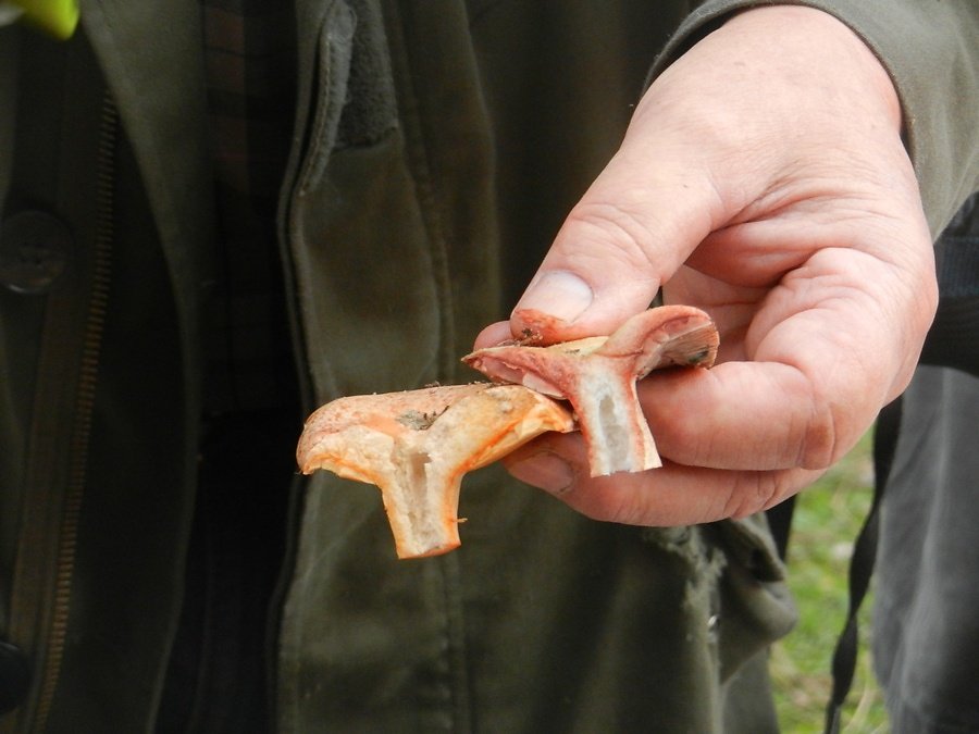 lactaire délicieux et sanguin