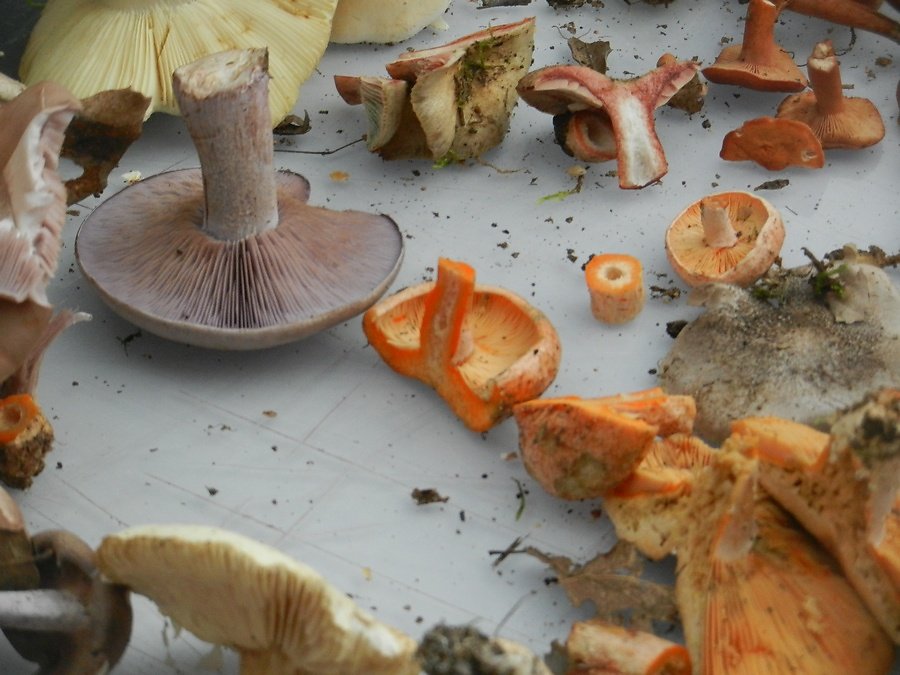 le coin des lactaires