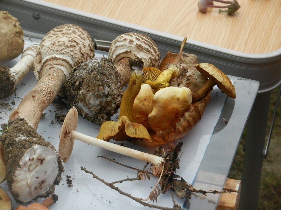 tricholomes à droite