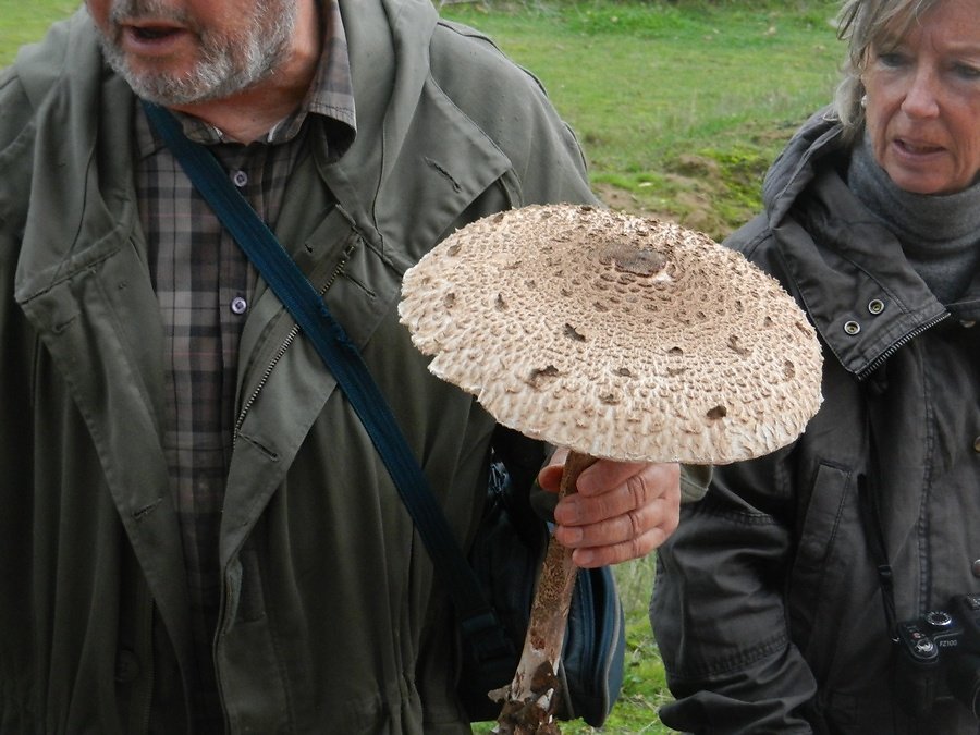 Coulemelle d'exception