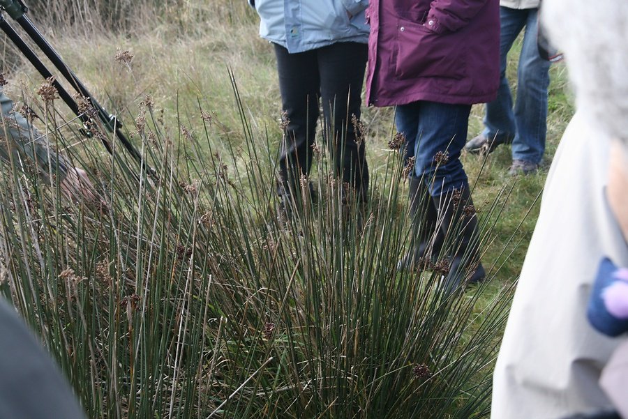 plusieurs espèces de joncs