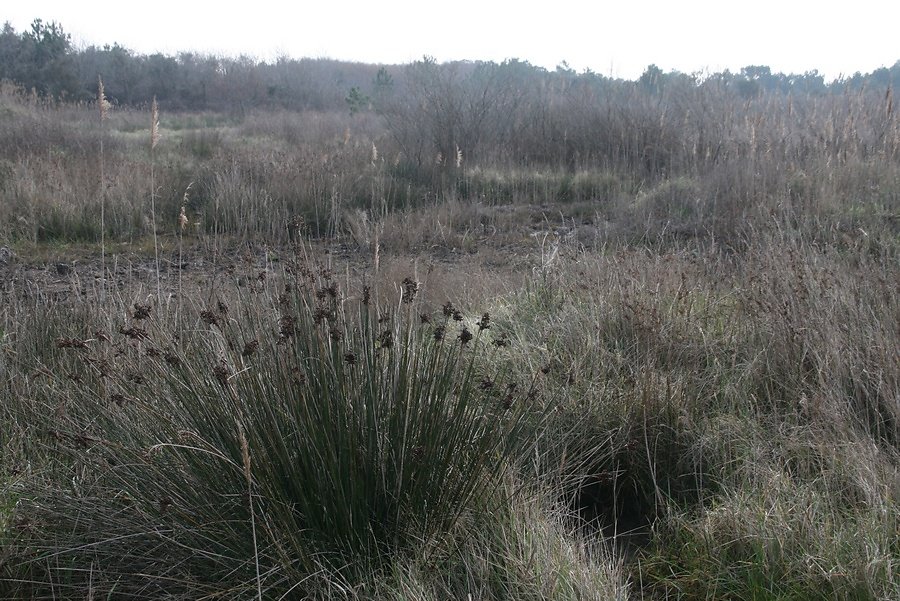 un espace riche envahi par le Baccharis