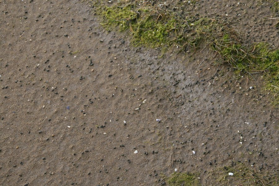 Hydrobies nourriture privilégiée des bécasseaux