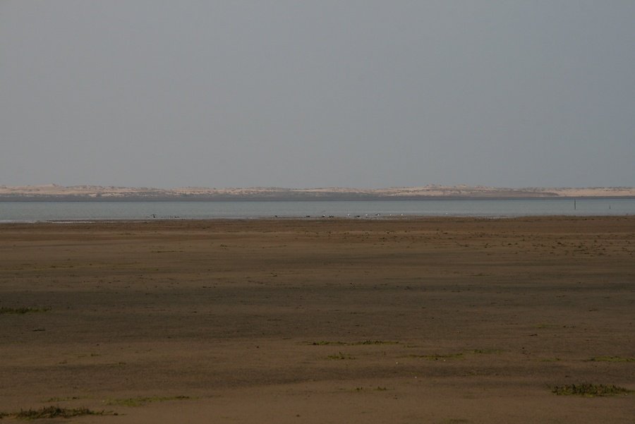 oiseaux au bord de l'eau (loin)