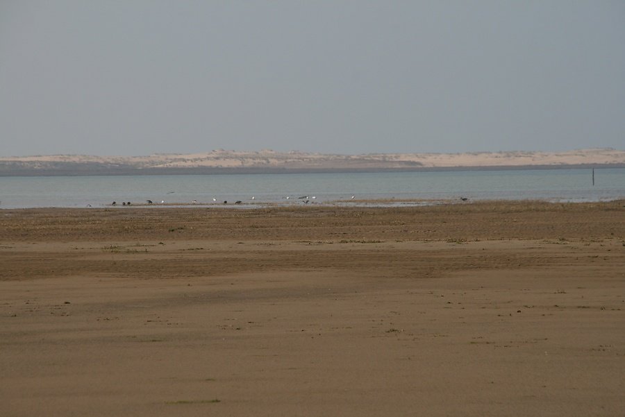 Bernaches et courlis