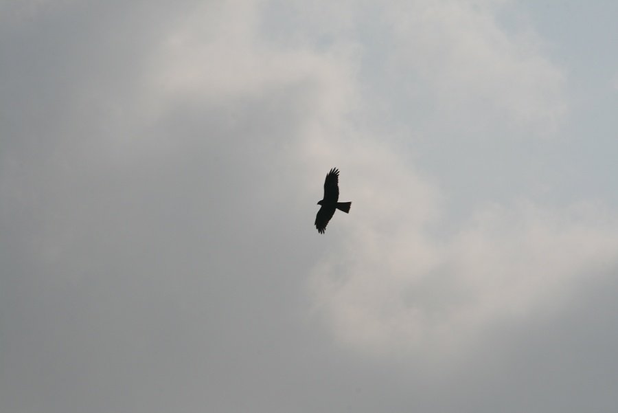 milan noir en chasse