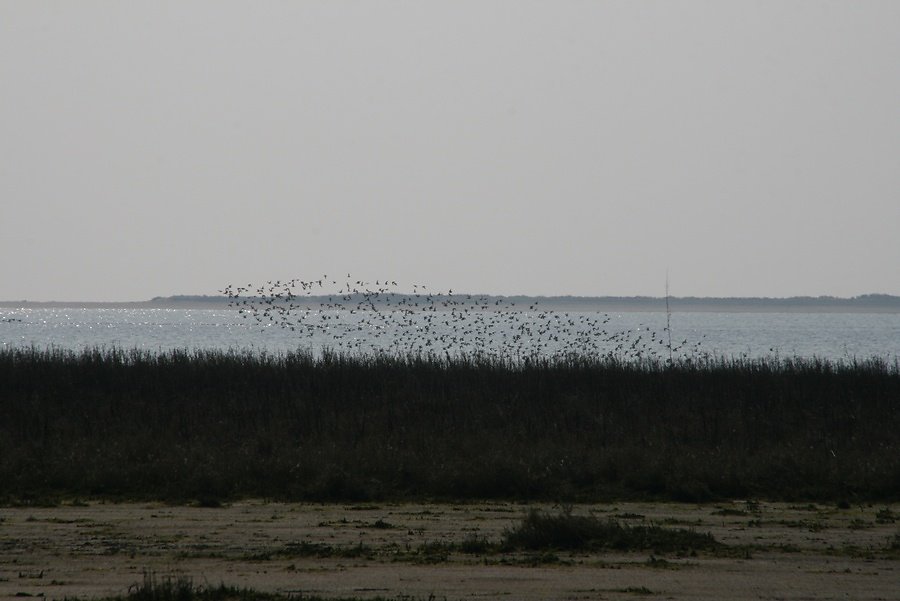 nuage de Bécasseaux 