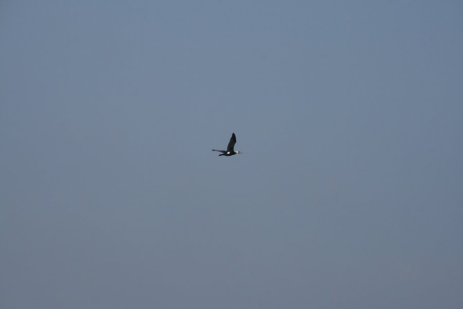 Cormoran à tâche blanche