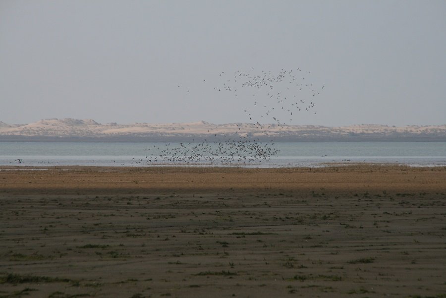 Bécasseaux variables