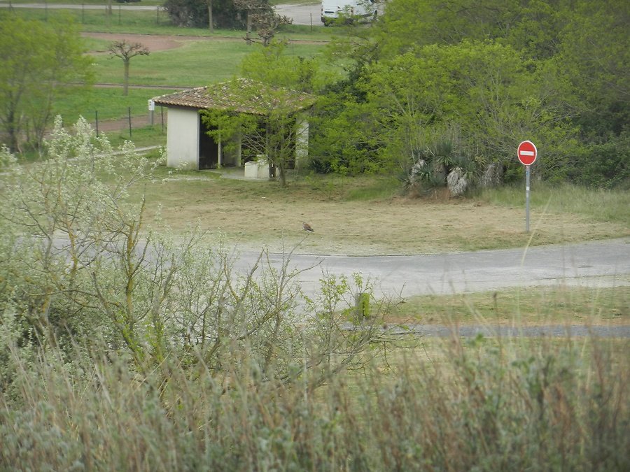 une tourterelle des bois