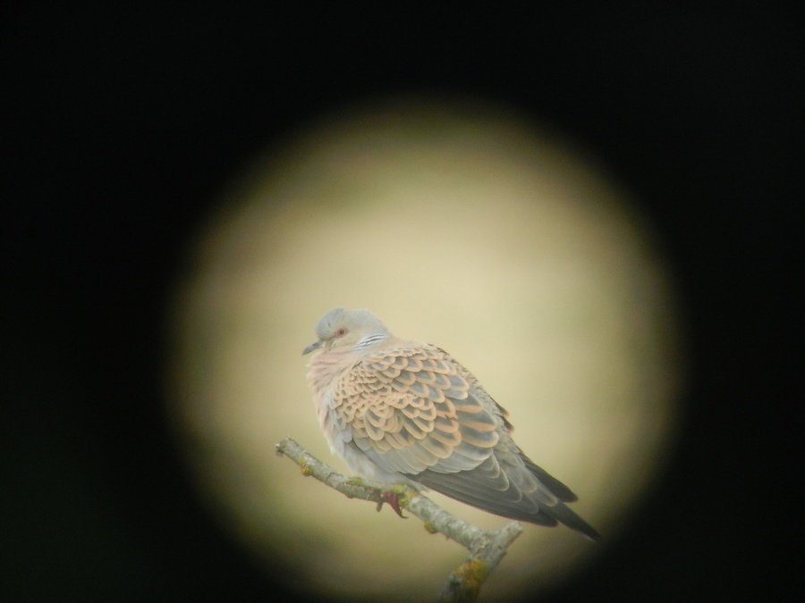 avec la lunette c'est mieux