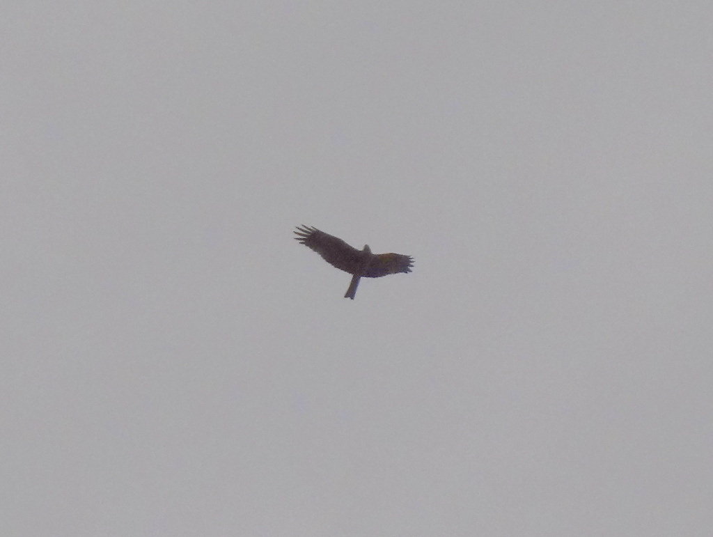 Haut dans le ciel un milan noi traverse l'estuaire vers le nord
