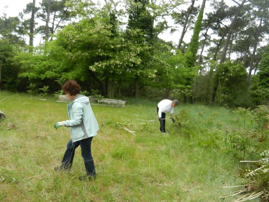 l'ailante ne manque pas...