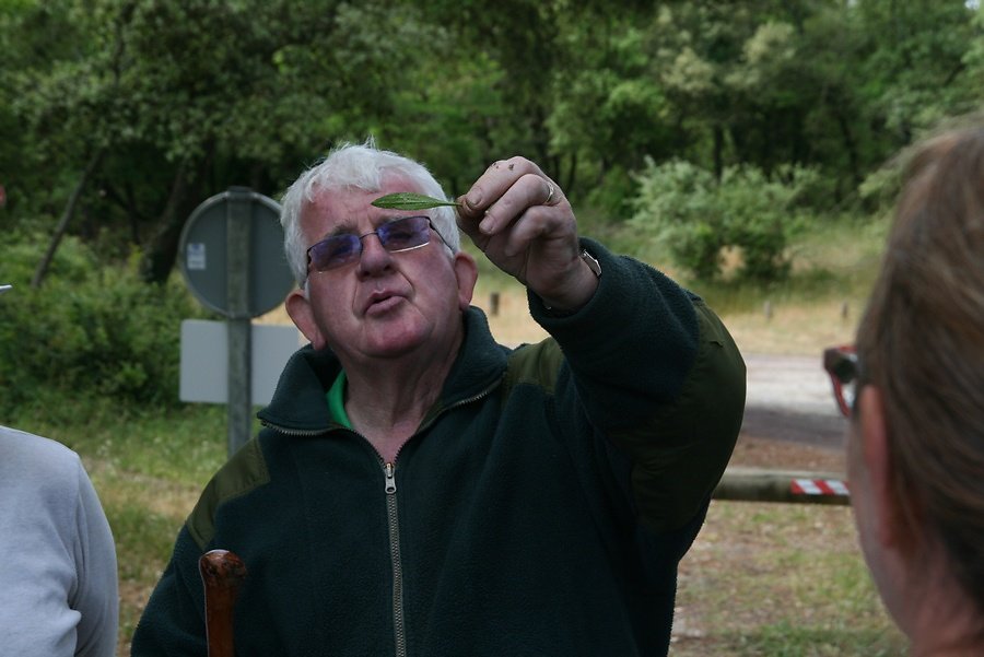 Jean François nous guide en présentant le plantain aux multiples vertus