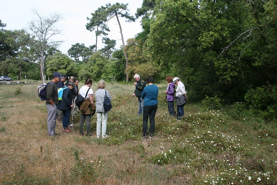 station des cystes à feuilles de sauge