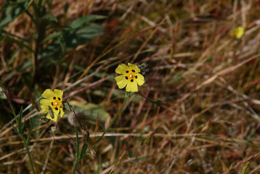 jolis pétales mouchetés